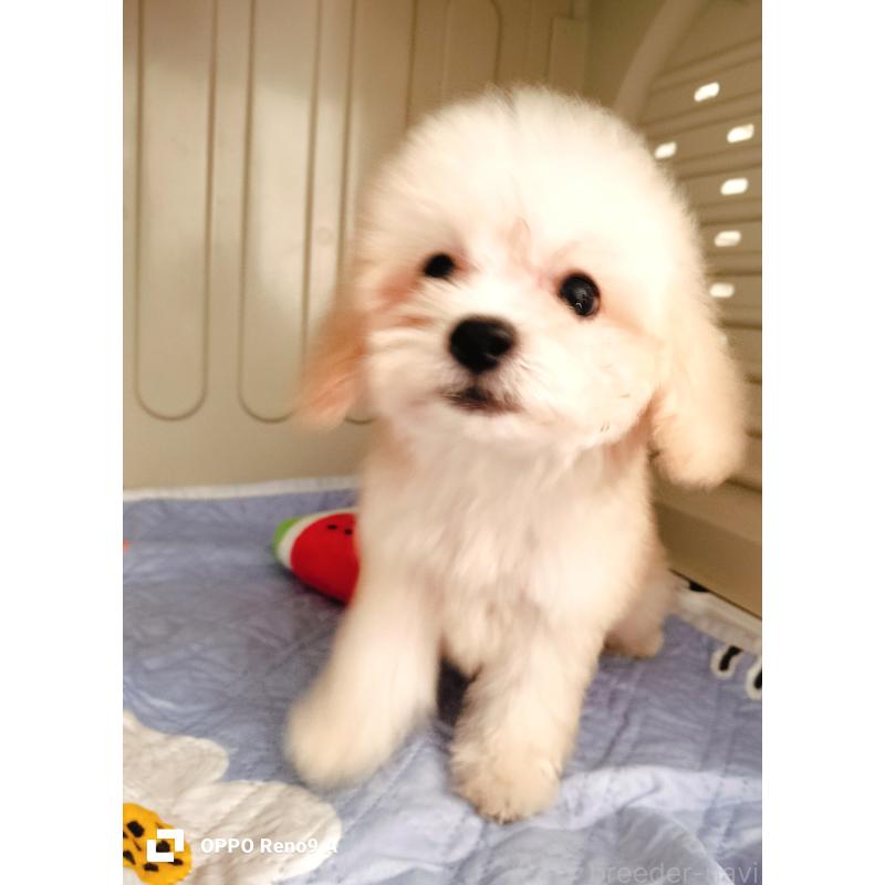 販売中の沖縄県のミックス犬-411739の2枚目