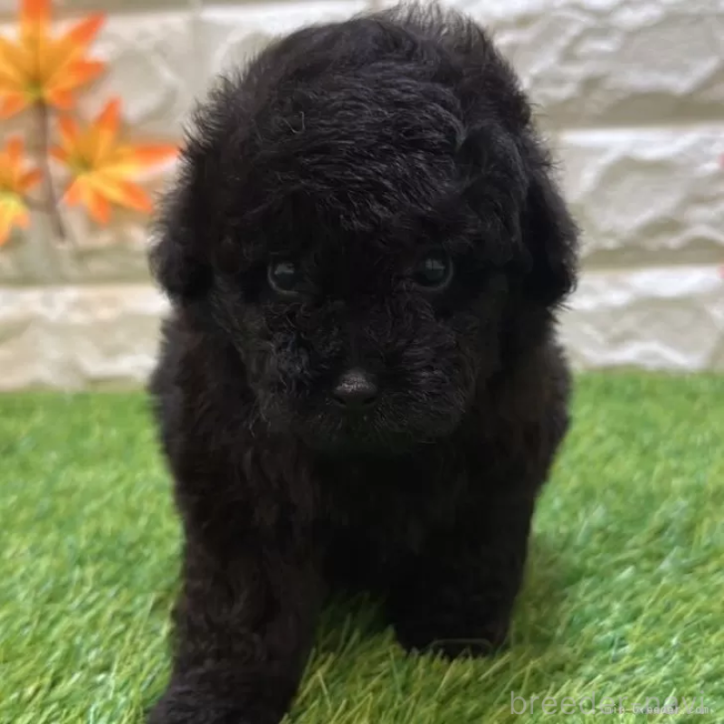 成約済の愛知県のトイプードル-410551の1枚目