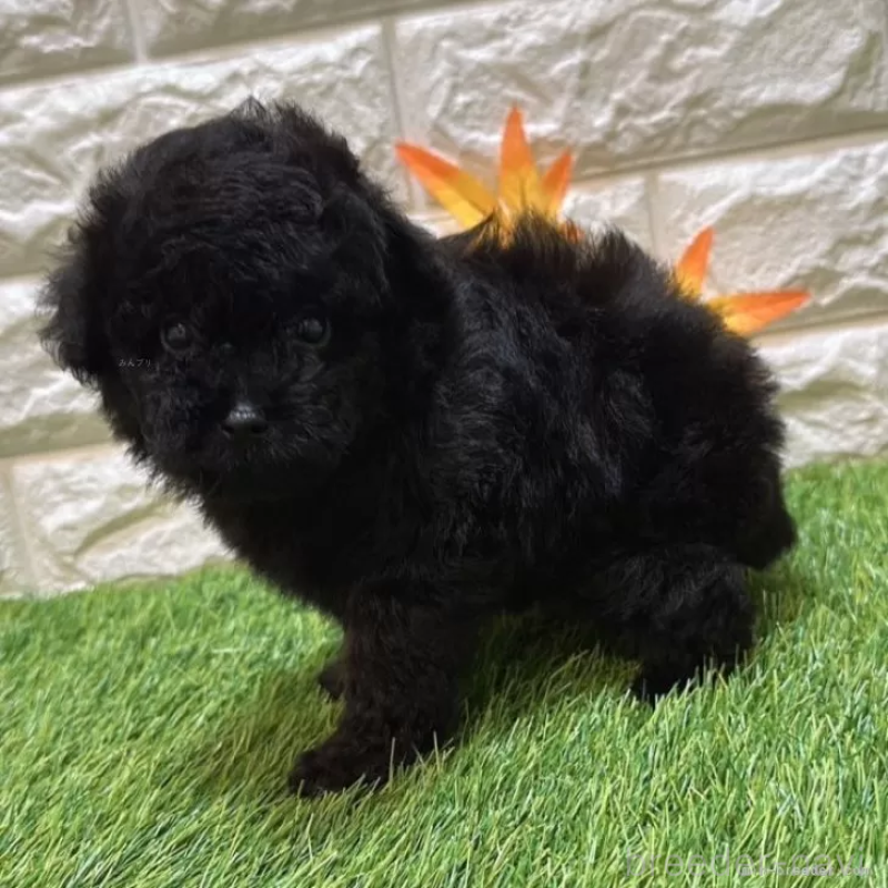 成約済の愛知県のトイプードル-410551の5枚目