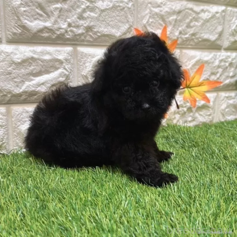 成約済の愛知県のトイプードル-410551の4枚目