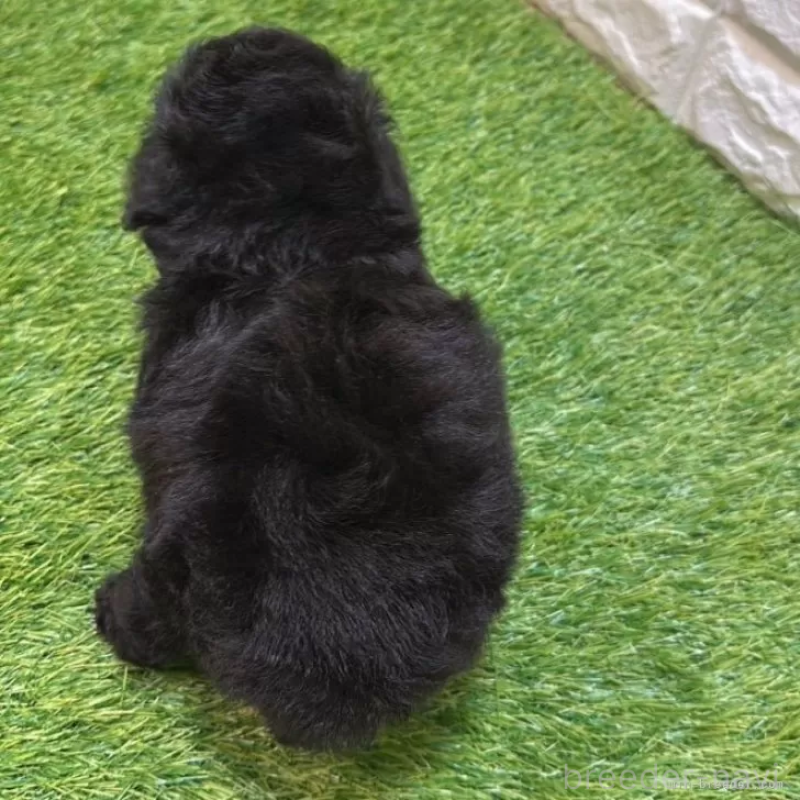 成約済の愛知県のトイプードル-410551の3枚目