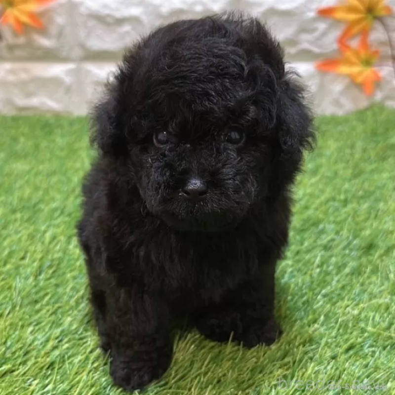 成約済の愛知県のトイプードル-410551の2枚目