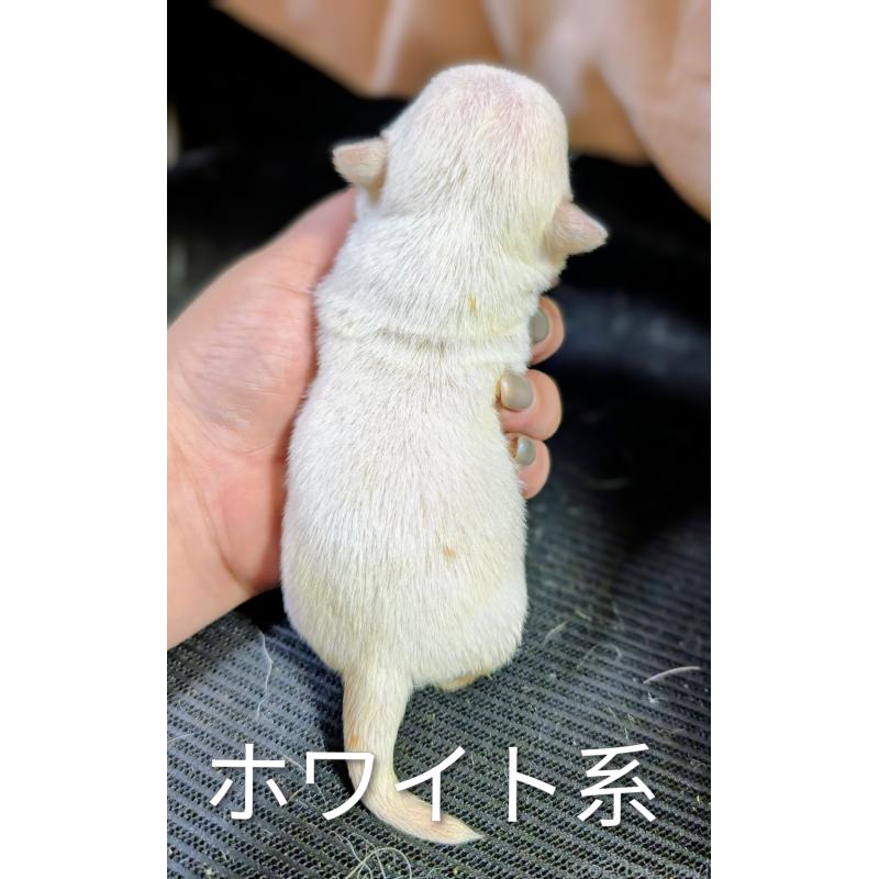 販売中の静岡県のチワワ(スムースコート)-411374の4枚目