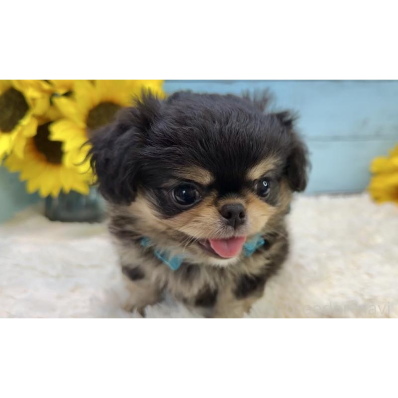 販売中の埼玉県のミックス犬-406504の11枚目