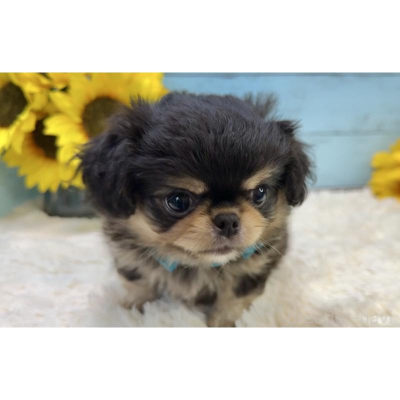 販売中の埼玉県のミックス犬-406504の10枚目