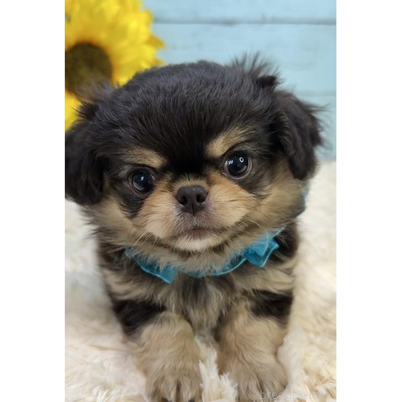 販売中の埼玉県のミックス犬-406504の8枚目