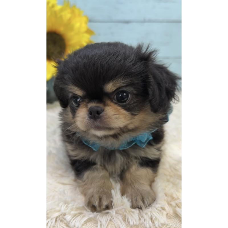 販売中の埼玉県のミックス犬-406504の7枚目