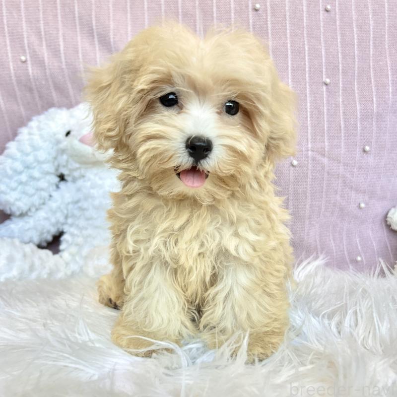 販売中の栃木県のマルプー:マルチーズ×トイプードル-411778の14枚目