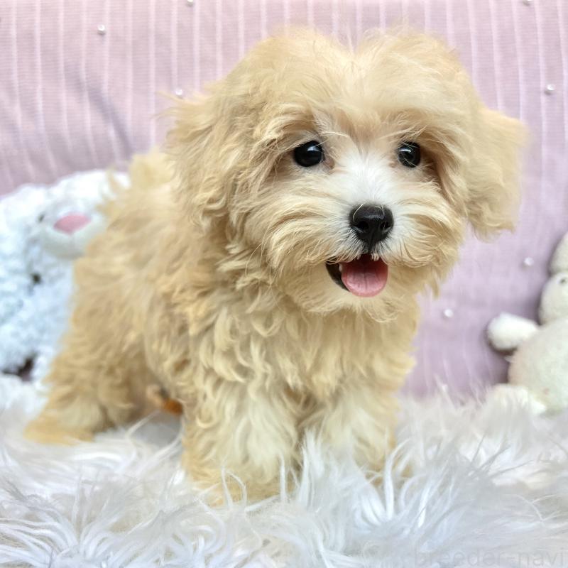 販売中の栃木県のマルプー:マルチーズ×トイプードル-411778の13枚目
