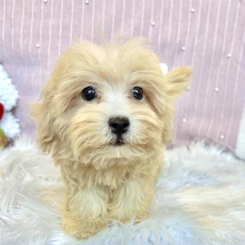 販売中の栃木県のマルプー:マルチーズ×トイプードル-411778の10枚目