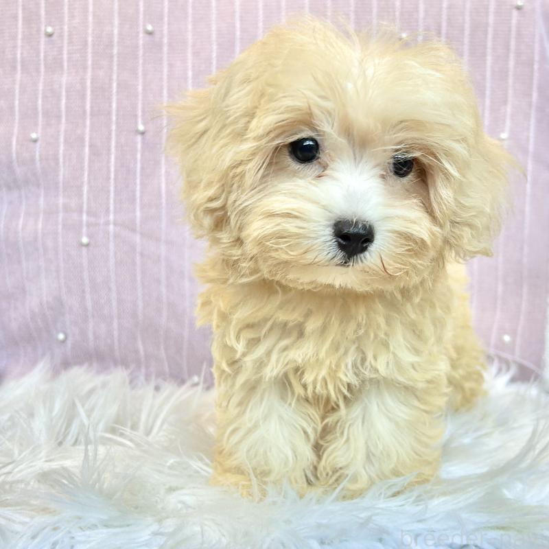 販売中の栃木県のマルプー:マルチーズ×トイプードル-411778の9枚目