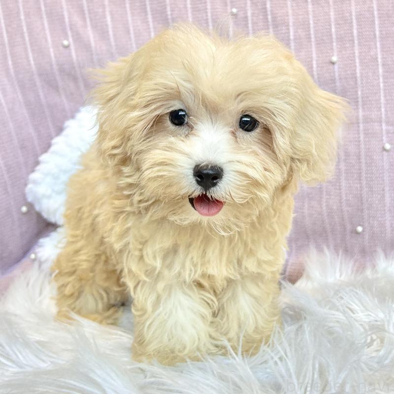 販売中の栃木県のマルプー:マルチーズ×トイプードル-411778の8枚目