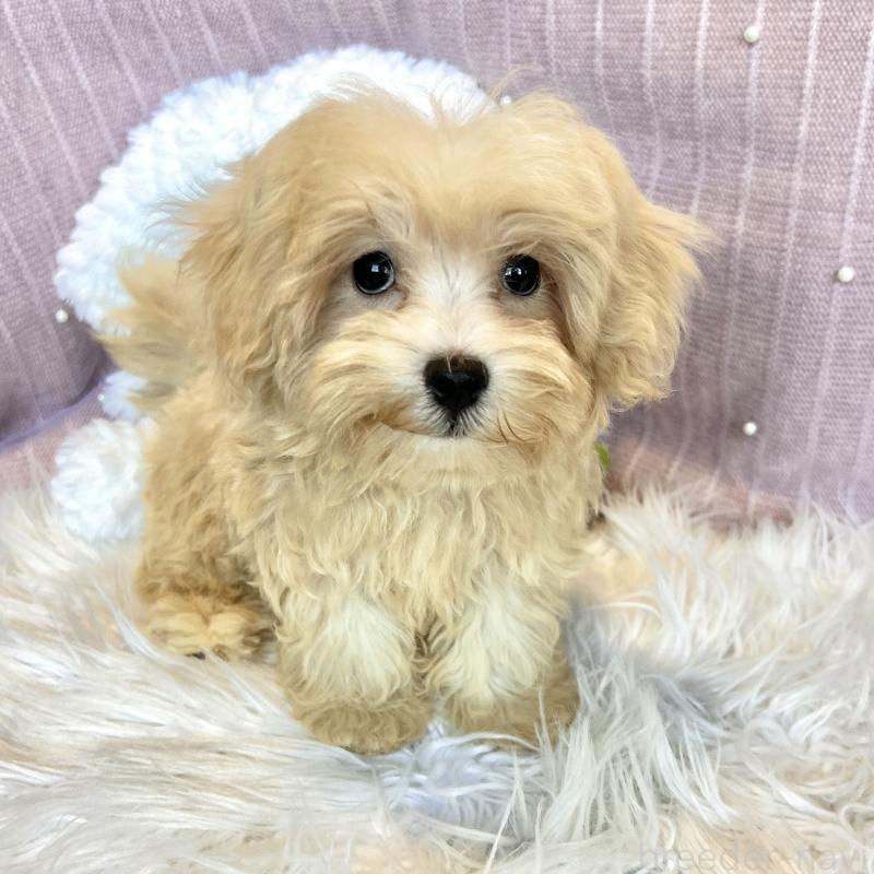 販売中の栃木県のマルプー:マルチーズ×トイプードル-411778の4枚目