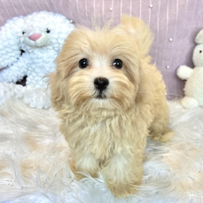 販売中の栃木県のマルプー:マルチーズ×トイプードル-411778の3枚目
