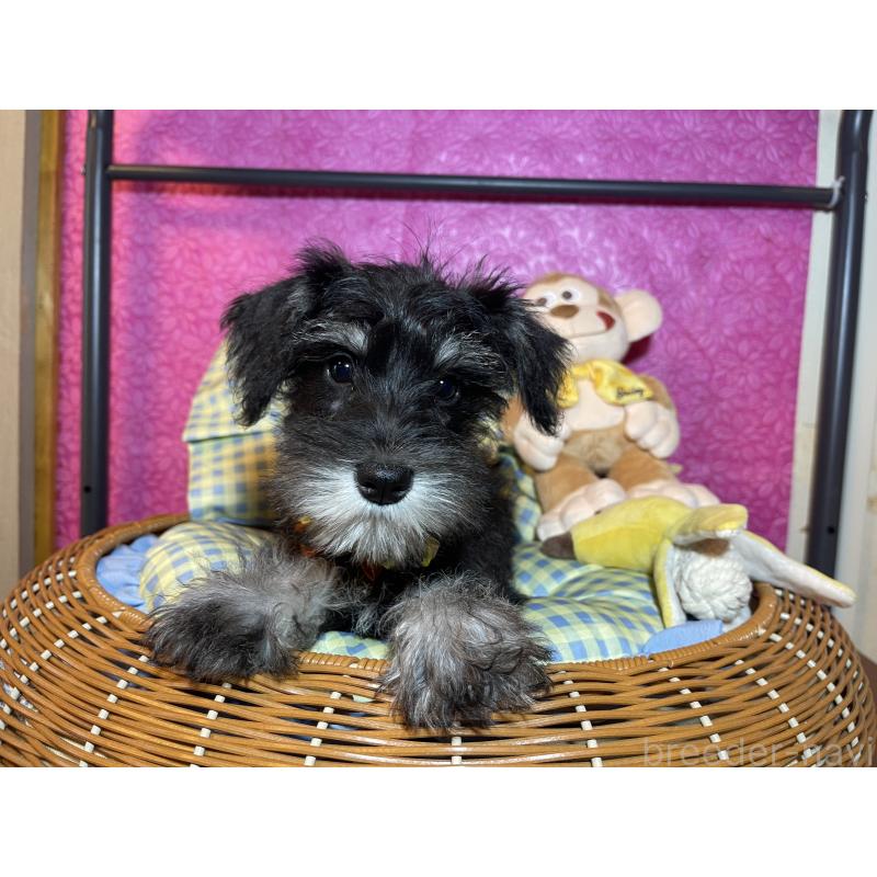 販売中の茨城県のミニチュアシュナウザー-411776の7枚目