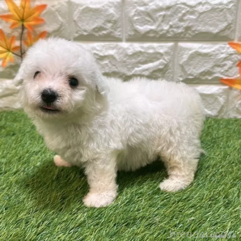販売中の愛知県のビションフリーゼ-411775の5枚目