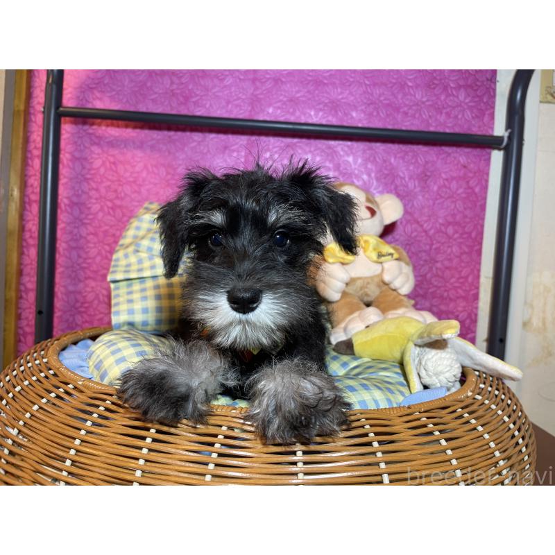 販売中の茨城県のミニチュアシュナウザー-411776の6枚目