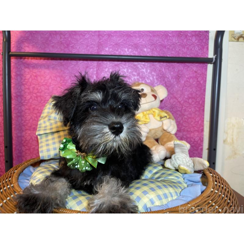 販売中の茨城県のミニチュアシュナウザー-411779の9枚目