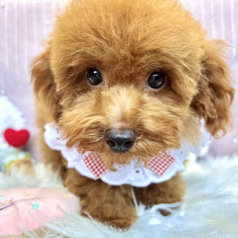 販売中の栃木県のトイプードル-411780の3枚目