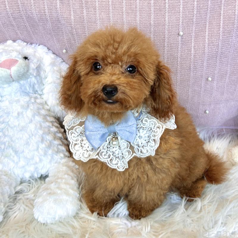 販売中の栃木県のトイプードル-411782の4枚目