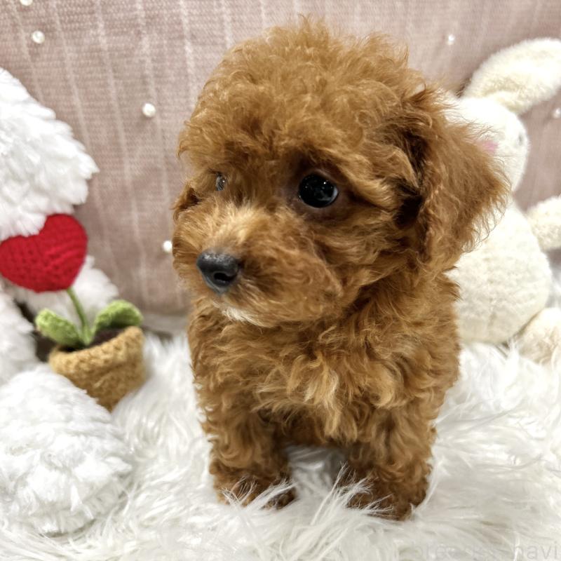 販売中の栃木県のトイプードル-411786の5枚目