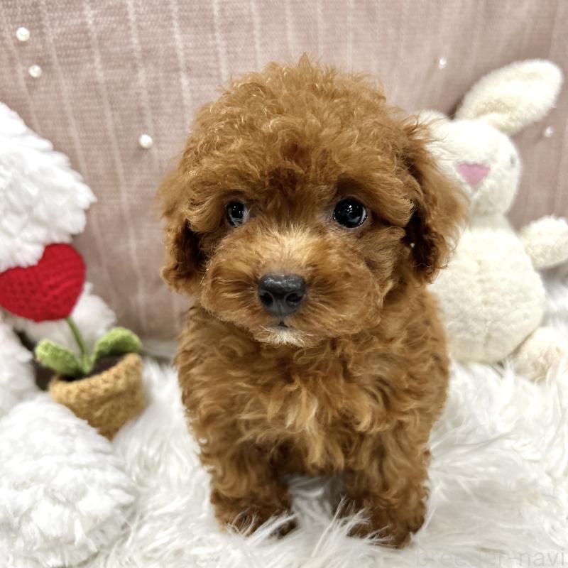 販売中の栃木県のトイプードル-411786の4枚目