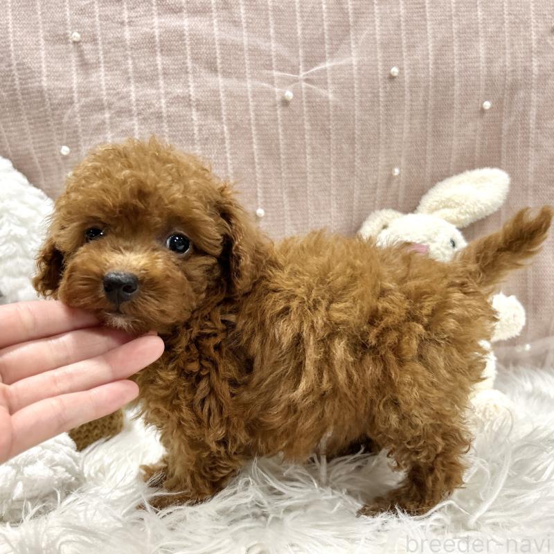 販売中の栃木県のトイプードル-411786の3枚目