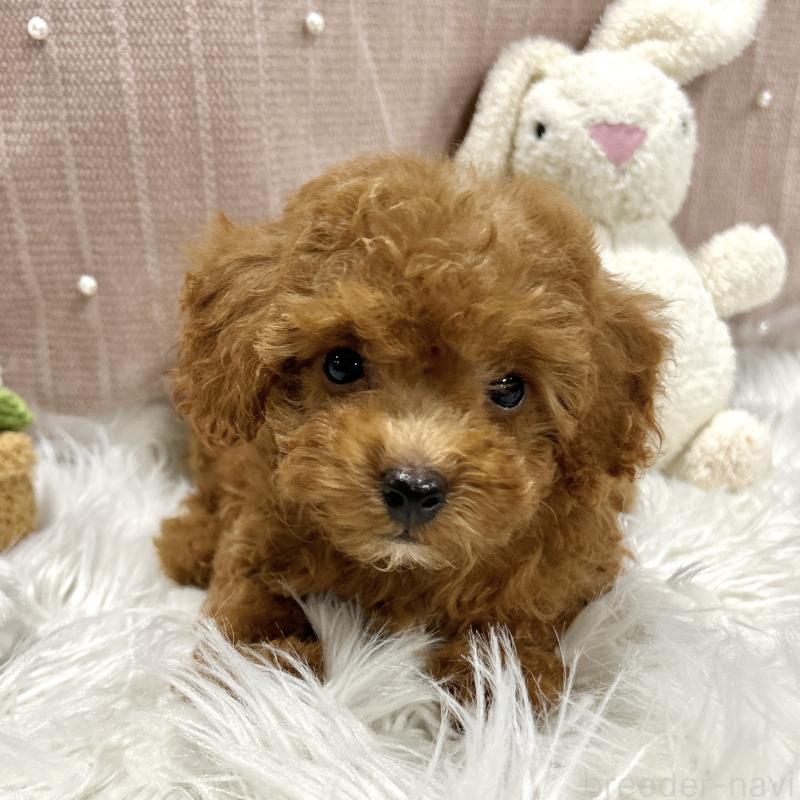 販売中の栃木県のトイプードル-411787の8枚目
