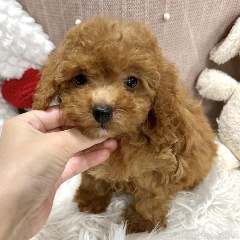 販売中の栃木県のトイプードル-411787の7枚目