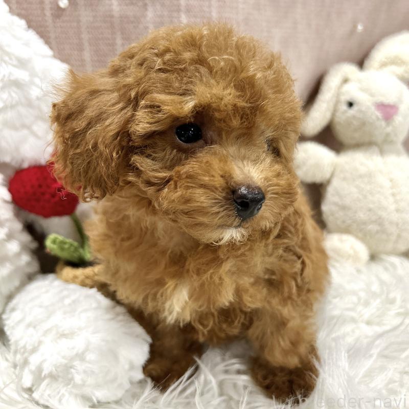販売中の栃木県のトイプードル-411787の4枚目