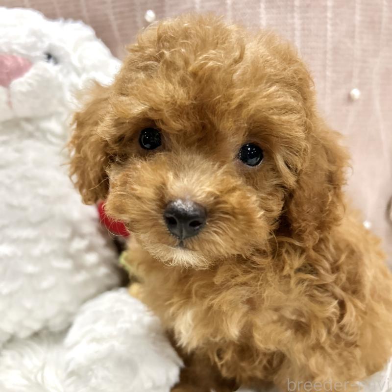 販売中の栃木県のトイプードル-411787の1枚目