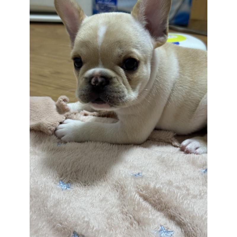 成約済の茨城県のフレンチブルドッグ-410190の3枚目