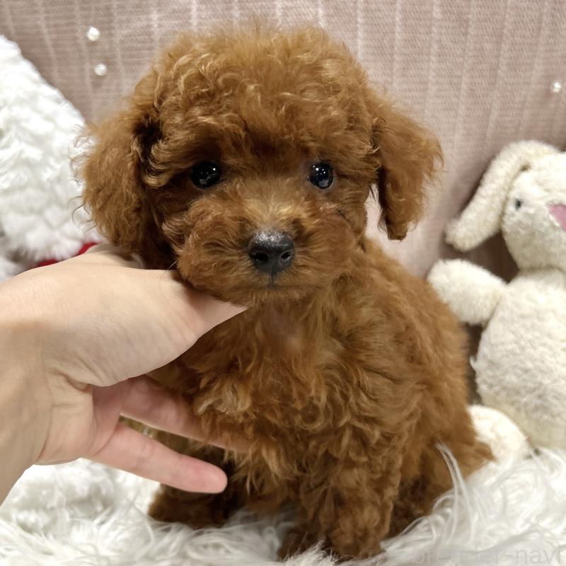 販売中の栃木県のトイプードル-411788の7枚目