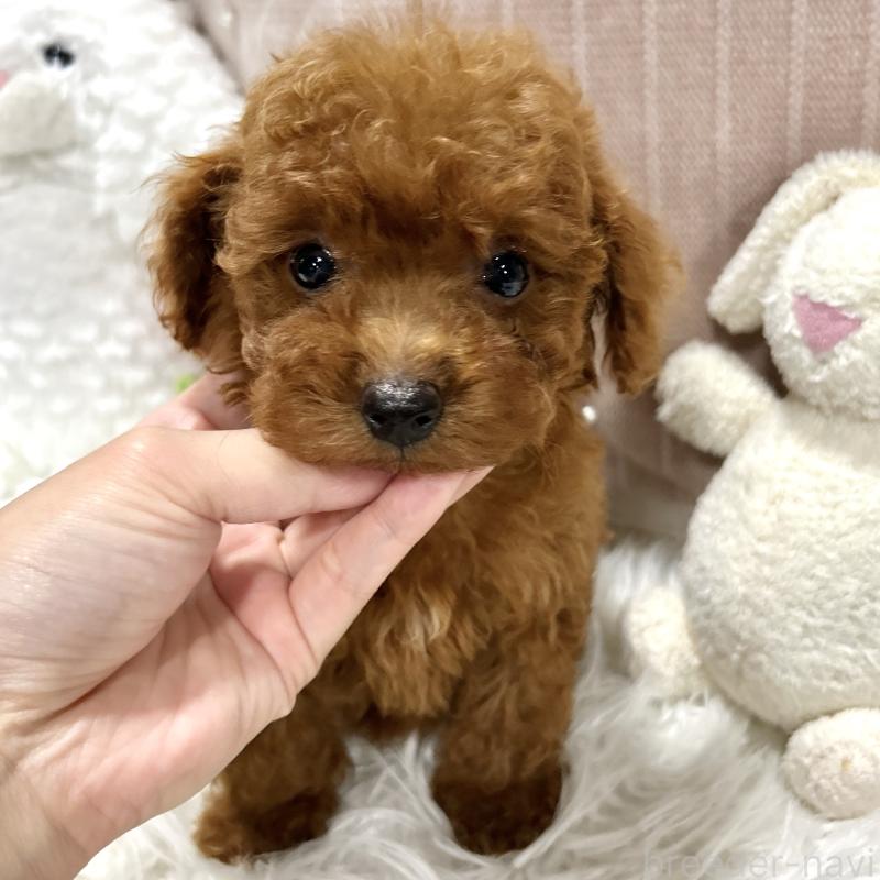 販売中の栃木県のトイプードル-411788の1枚目