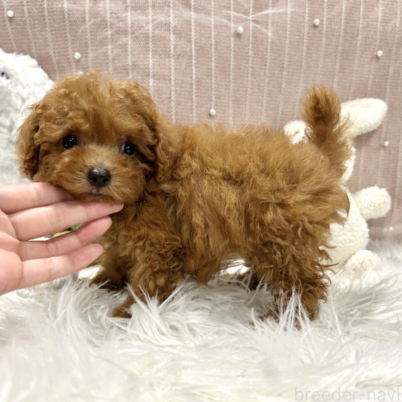 販売中の栃木県のトイプードル-411789の10枚目