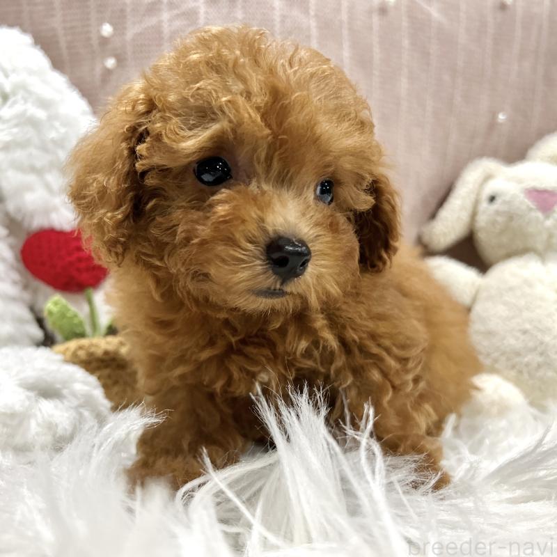 販売中の栃木県のトイプードル-411789の6枚目