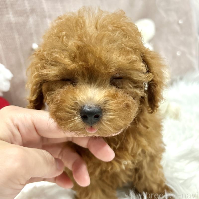 販売中の栃木県のトイプードル-411789の5枚目
