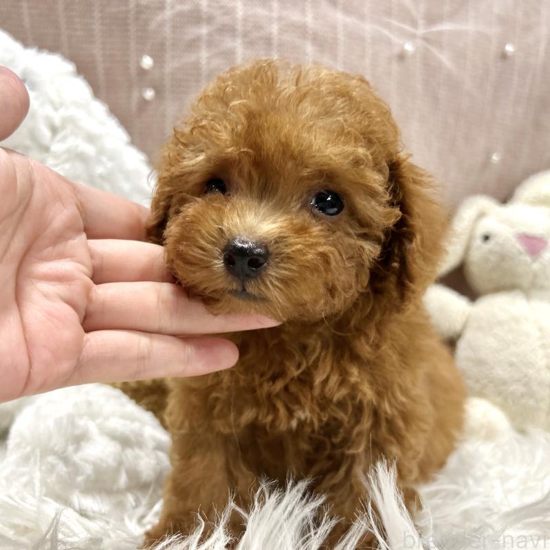 販売中の栃木県のトイプードル-411789の4枚目