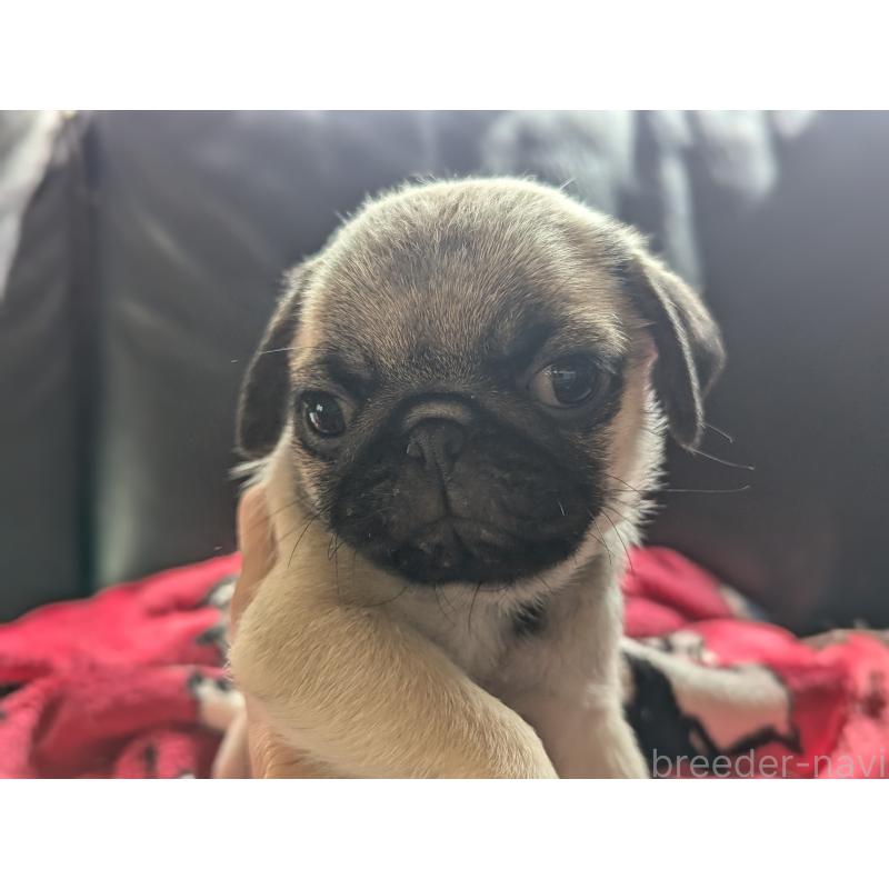 成約済の愛知県のパグ-407917の5枚目