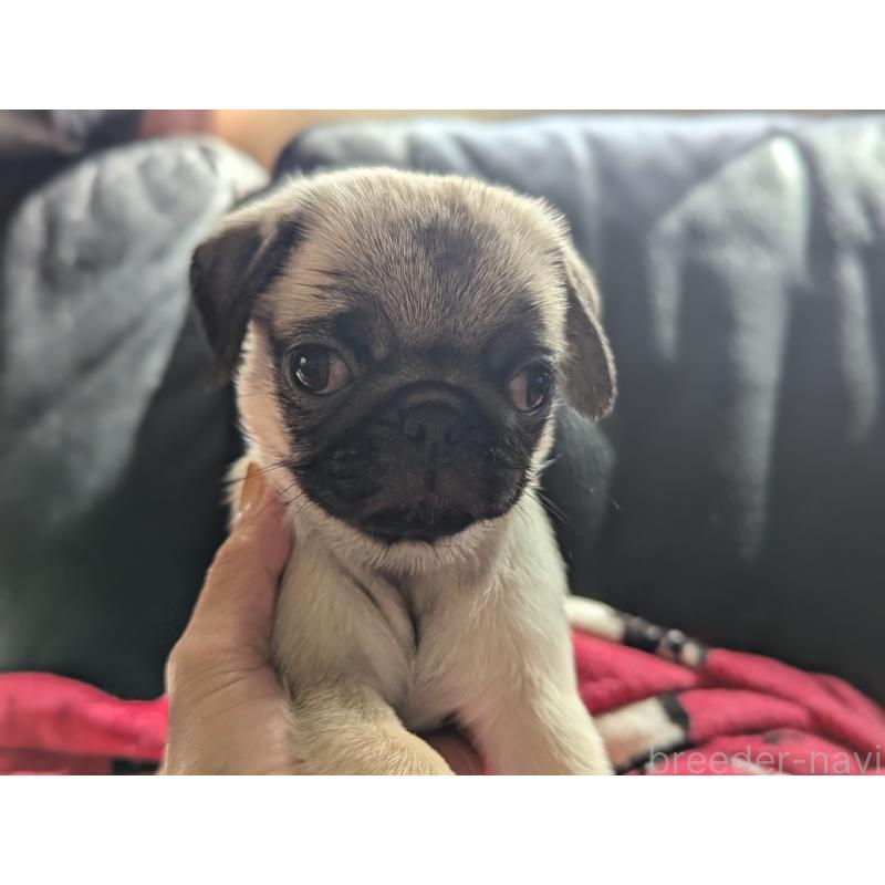 成約済の愛知県のパグ-407917の4枚目