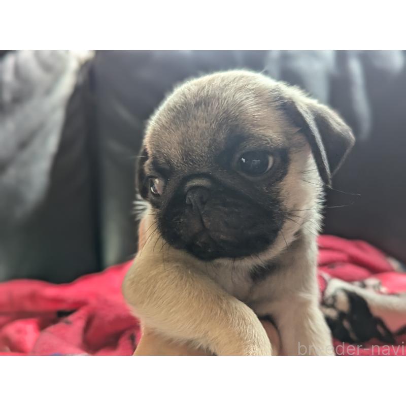 成約済の愛知県のパグ-407917の3枚目