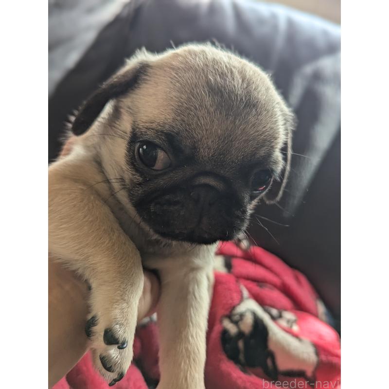 成約済の愛知県のパグ-407917の2枚目