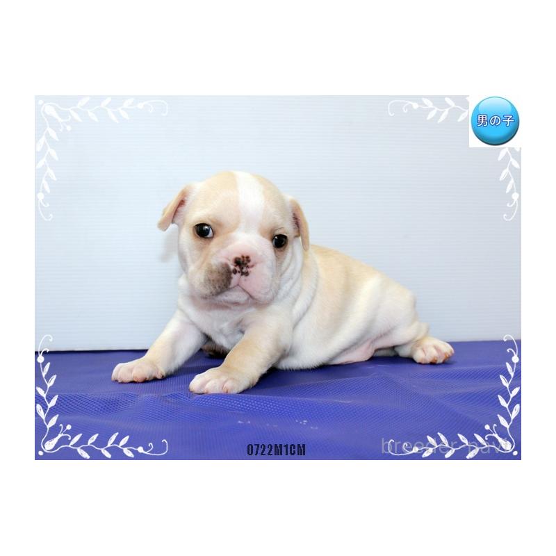 成約済の神奈川県のフレンチブルドッグ-408932の6枚目