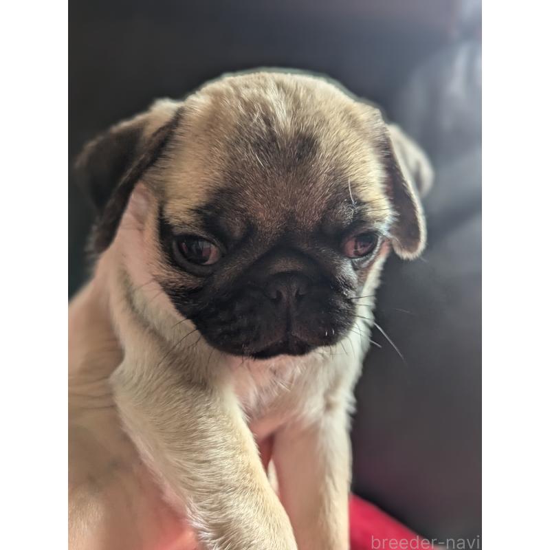 成約済の愛知県のパグ-407911の4枚目