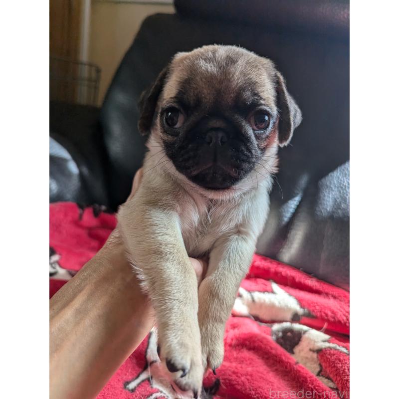 成約済の愛知県のパグ-407911の2枚目