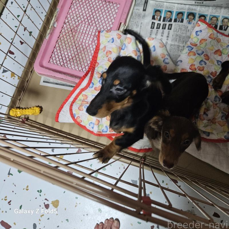 販売中の愛知県のミニチュアダックスフンド(ロングヘアード)-383434の1枚目