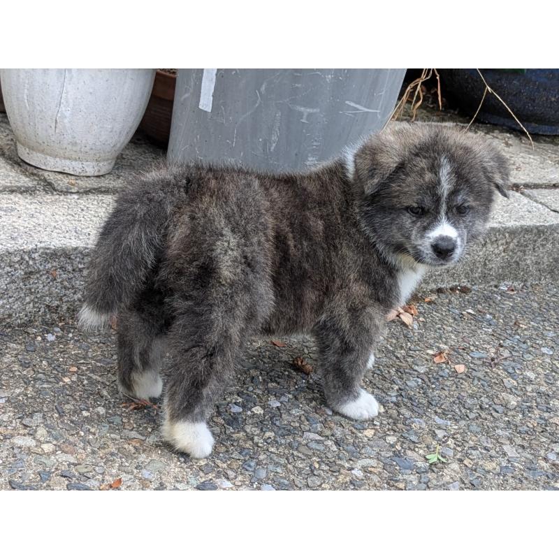 販売中の滋賀県の秋田犬-411800の5枚目