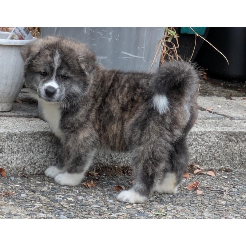 販売中の滋賀県の秋田犬-411800の4枚目