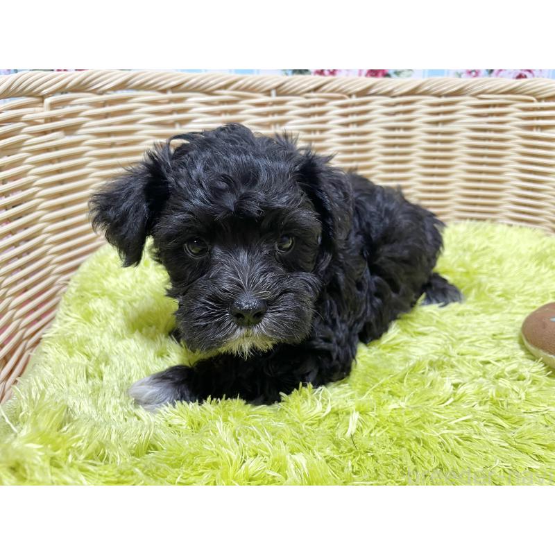 販売中の秋田県のマルシュナ:マルチーズ×ミニチュアシュナウザー-411803の1枚目
