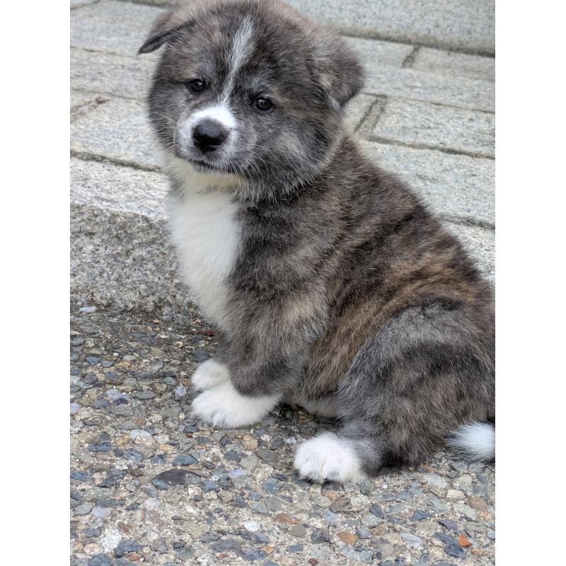 販売中の滋賀県の秋田犬-411800の3枚目
